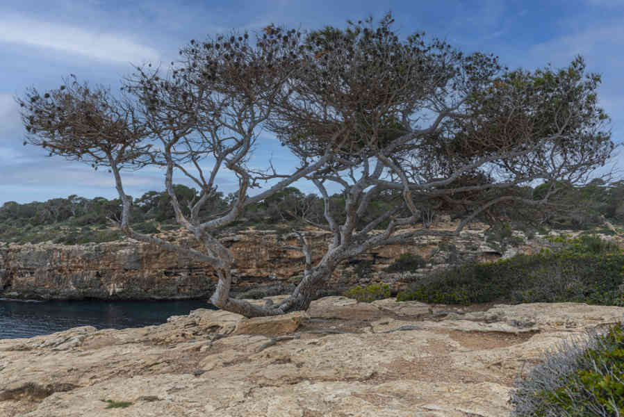 Mallorca - Llucmajor 32 - Cala Pi.jpg